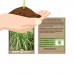 Lemon Grass Seeds - 1 Oz - Non-GMO, Heirloom Culinary Herb Garden Seeds - Cymbopogon flexuosus   569653361